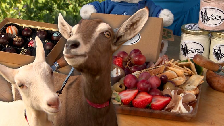Baby Goats! Meet Maui's Very Own Surprise Dairy Producers